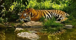 noth bengal tours